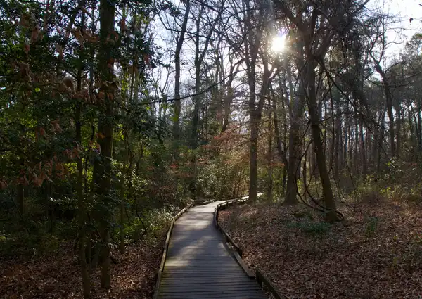 Photo of Congaree National Park