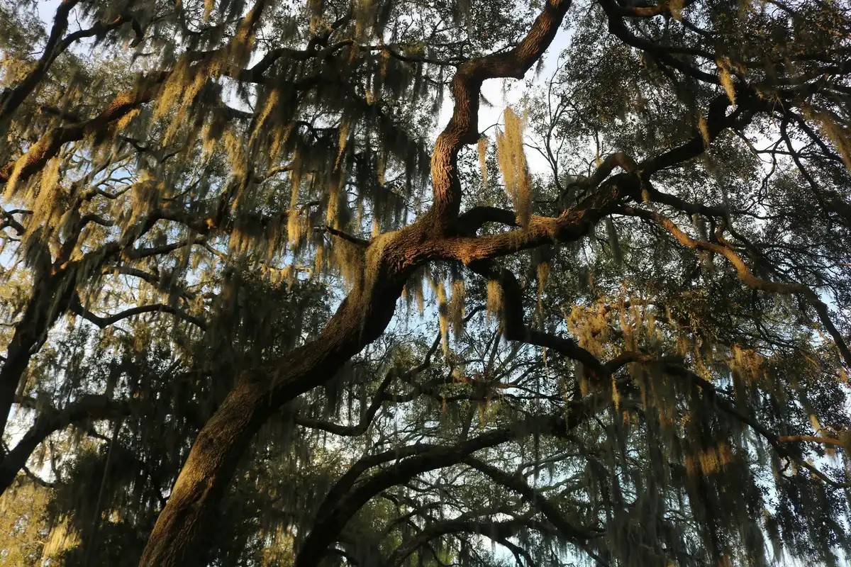 Aiken