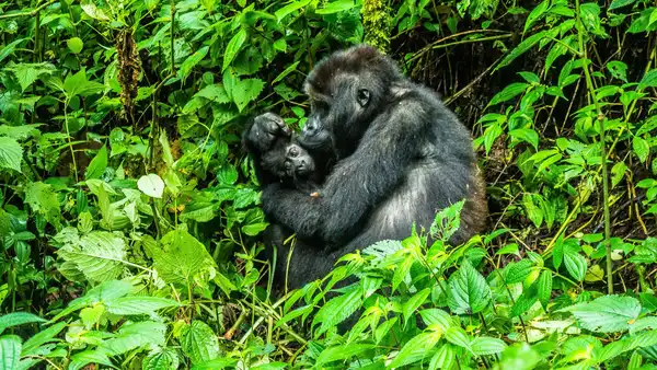 Photo of Democratic Republic of the Congo