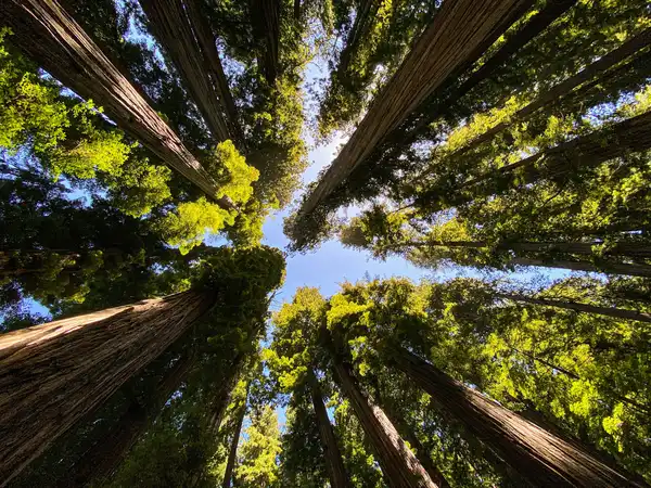 Photo of Redwood National and State Parks