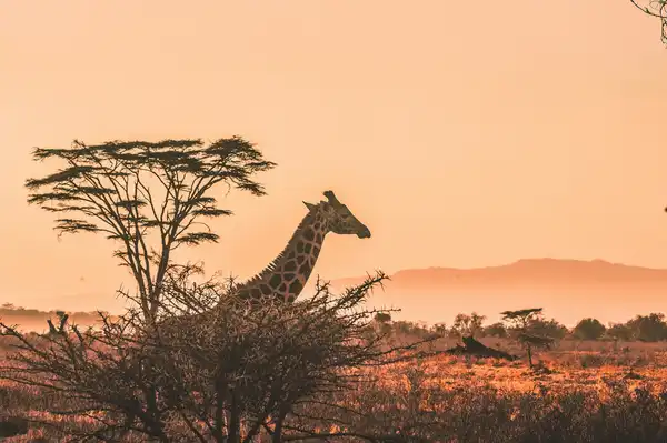 Photo of Kenya