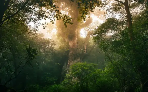 Photo of Yakushima