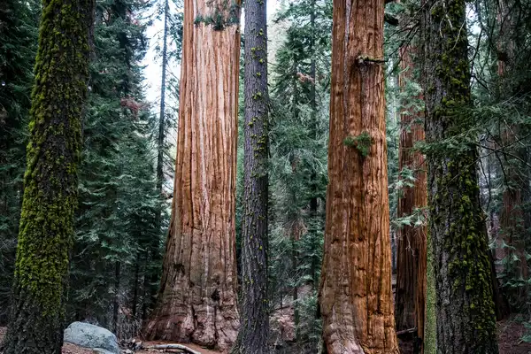 Photo of Sequoia National Park