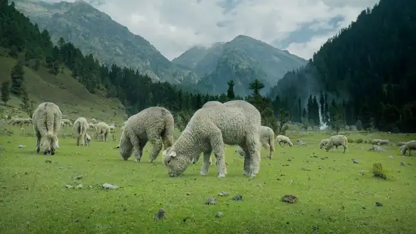 Photo of Pahalgam