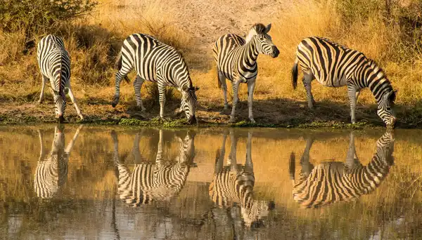 Photo of Kruger National Park