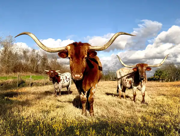 Photo of Texas