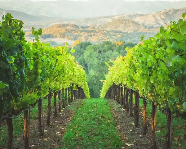 Photo of Healdsburg
