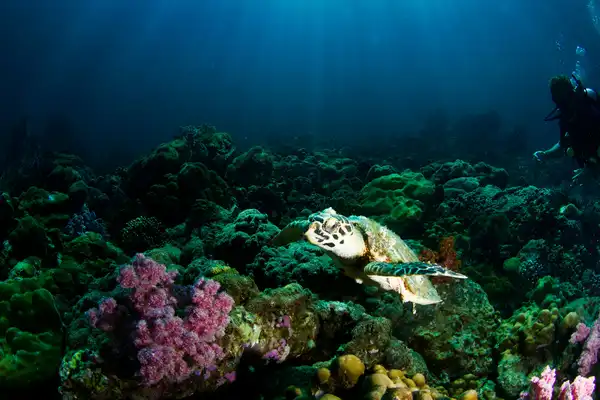Photo of Ko Lipe