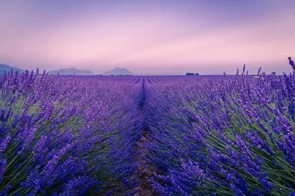 Photo of Provence