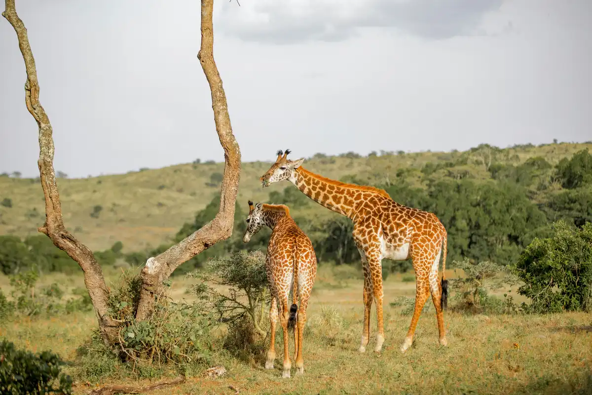 Arusha