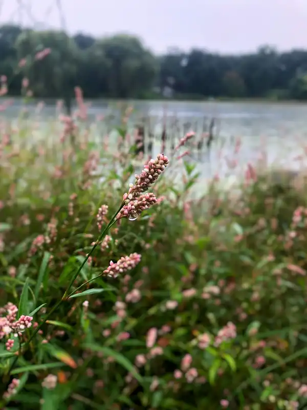 Photo of Flossmoor