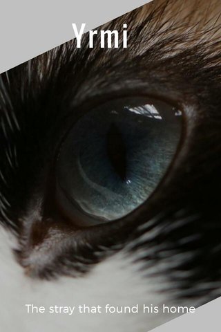 Yrmi The stray that found his home