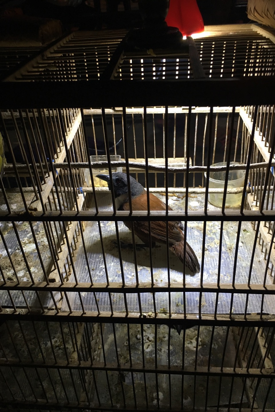 Steller Create Beautiful Social Media Stories