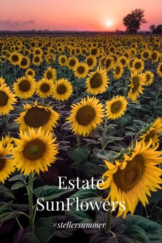 Estate SunFlowers #stellersummer