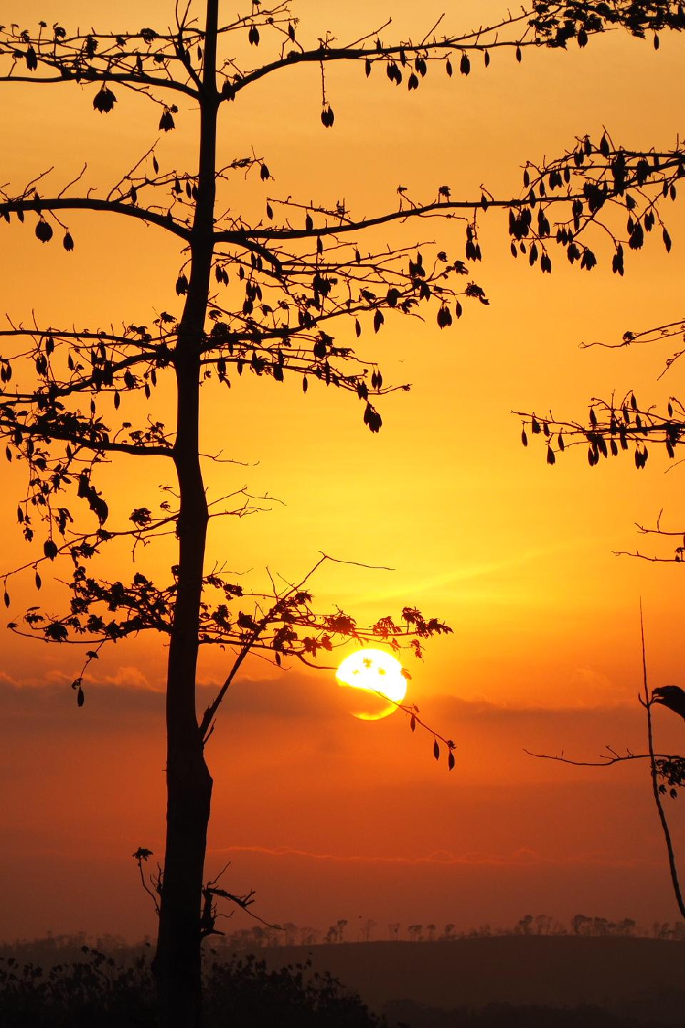 30+ Trend Terbaru Lukisan Pohon Kering Senja - Amanda T. Ayala