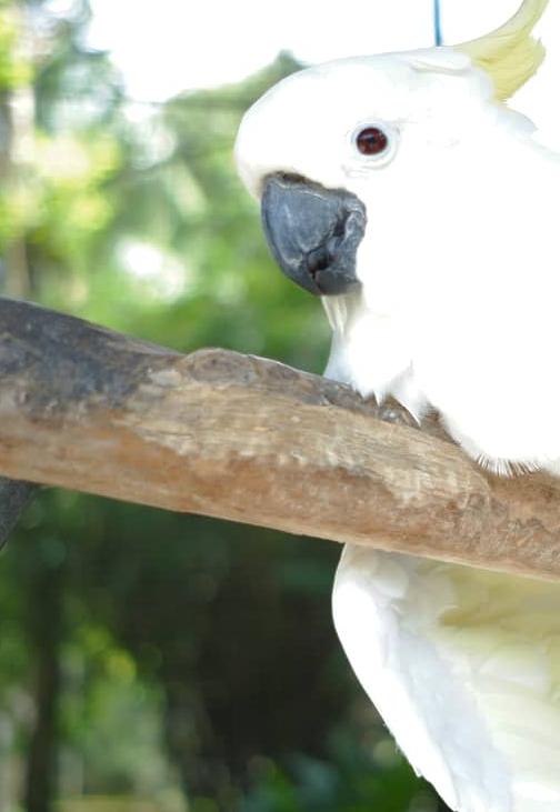 Ei S Elilelilelil Story On Steller