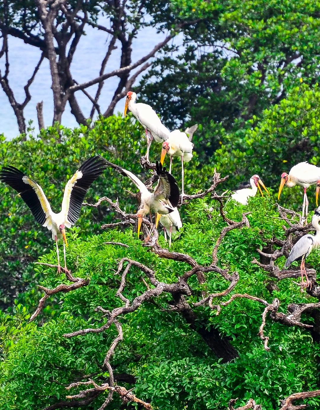 Steller Create Beautiful Social Media Stories