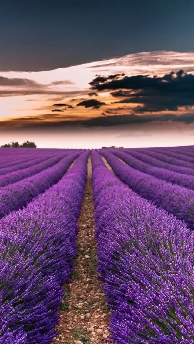 Valensole