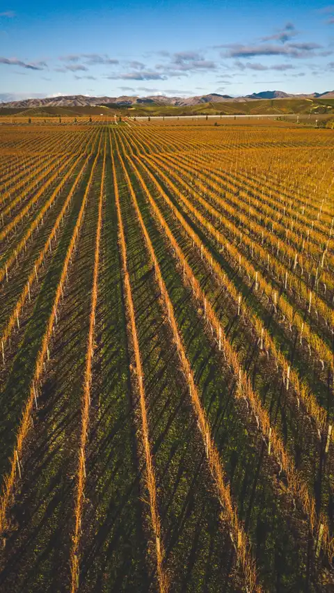 Photo of Marlborough Region