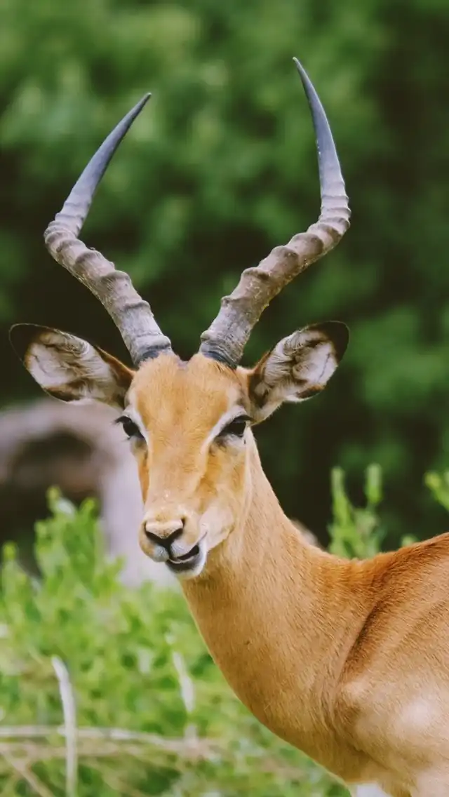 Photo of Chobe National Park
