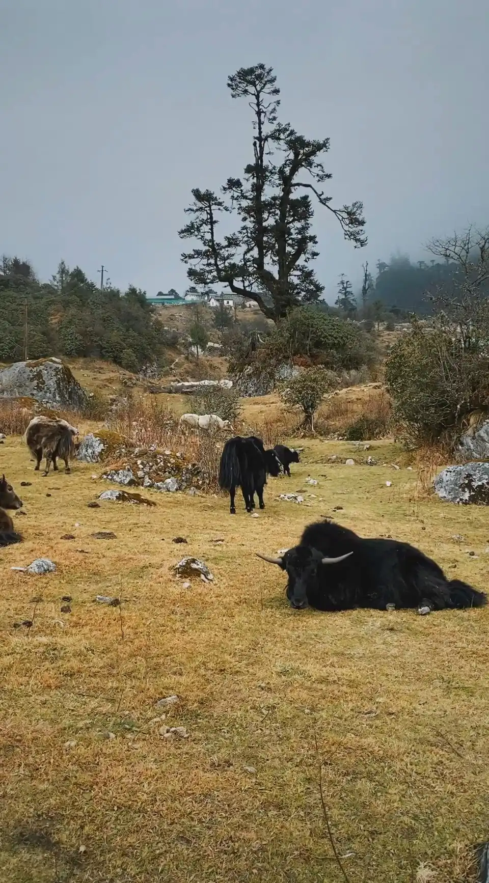 Yumthang