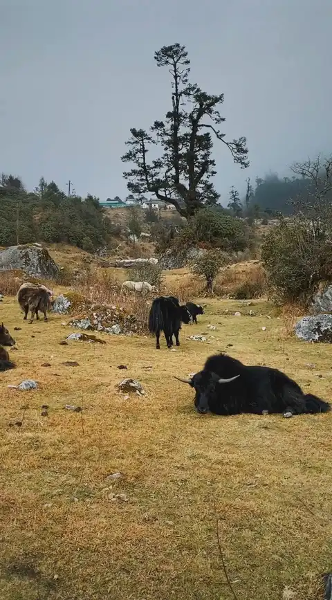 Photo of Yumthang