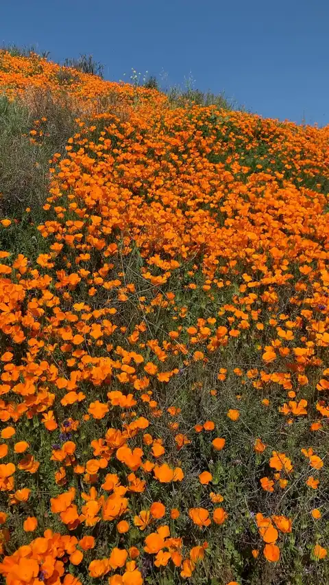 Photo of Lake Elsinore