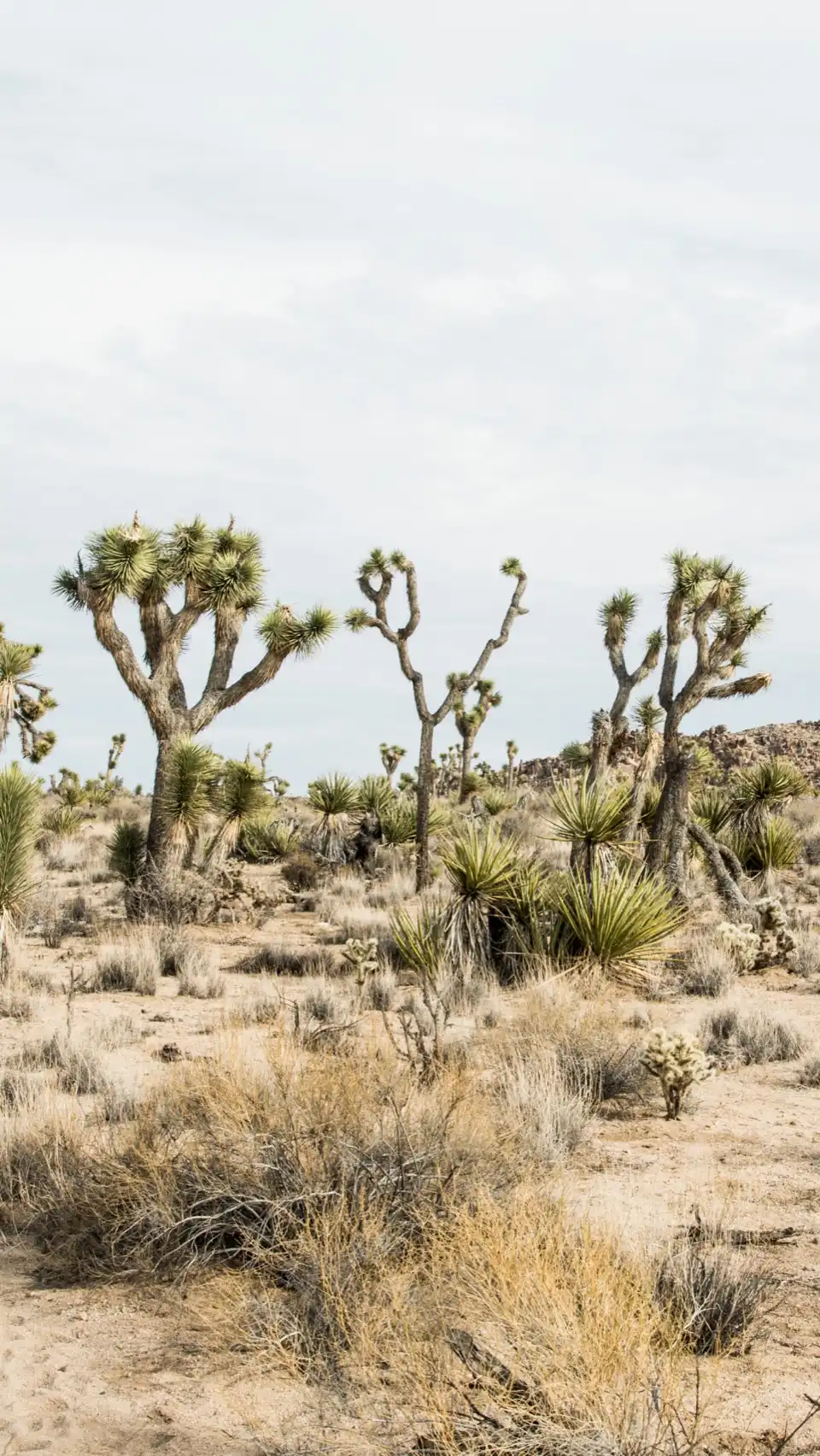 Joshua Tree