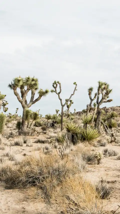 Photo of Joshua Tree