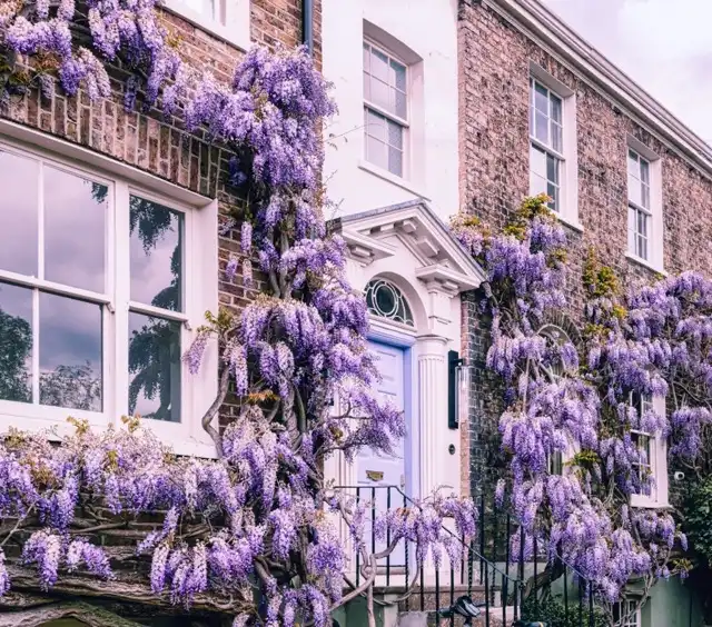 Photo of Chiswick