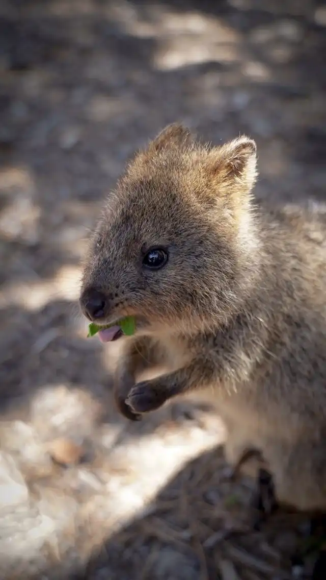Photo of Rottnest Island
