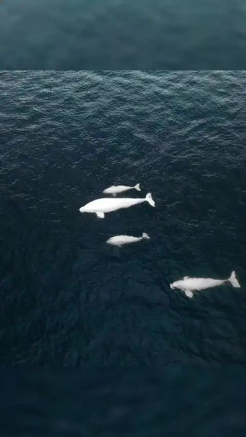 Photo of Tadoussac