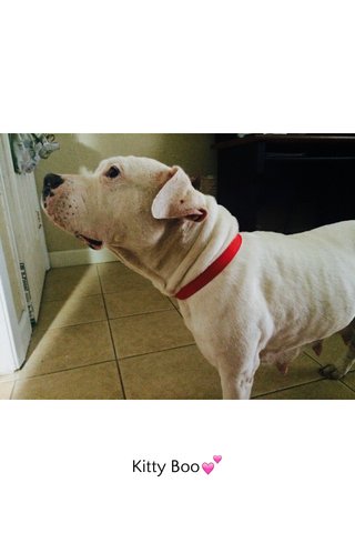 kittyboo collars