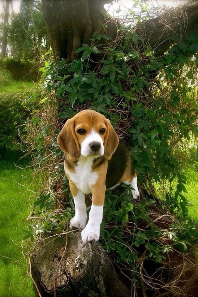 beautiful beagles