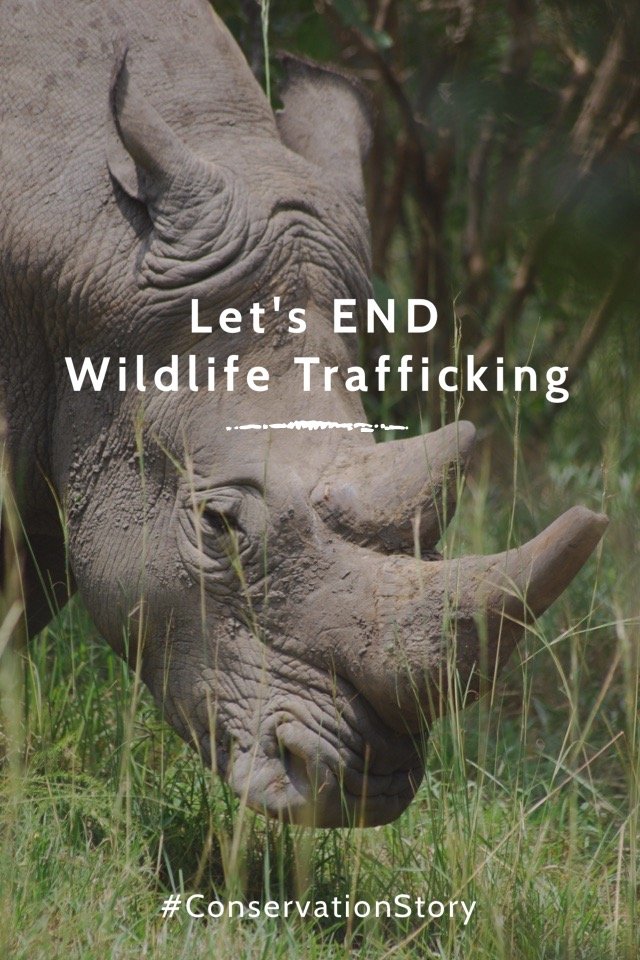 African Wildlife Foundation (@AWF_Official) on Steller