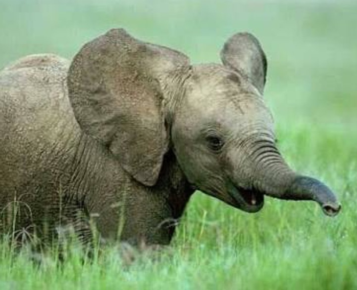 101+ Gambar Lucu Gajah Mada Terlihat Keren 101+ Gambar Lucu Gajah Mada Terlihat Keren