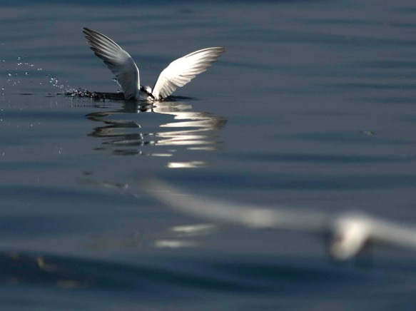 Steller Create Beautiful Social Media Stories