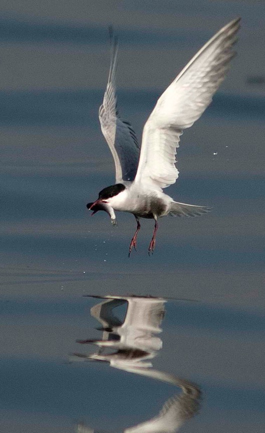 Steller Create Beautiful Social Media Stories