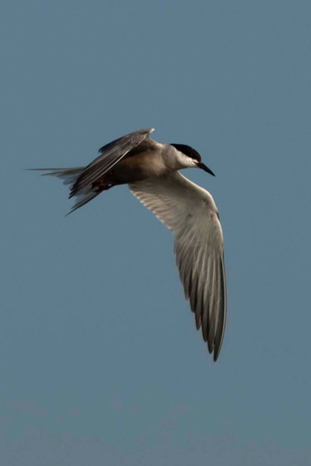 Steller Create Beautiful Social Media Stories