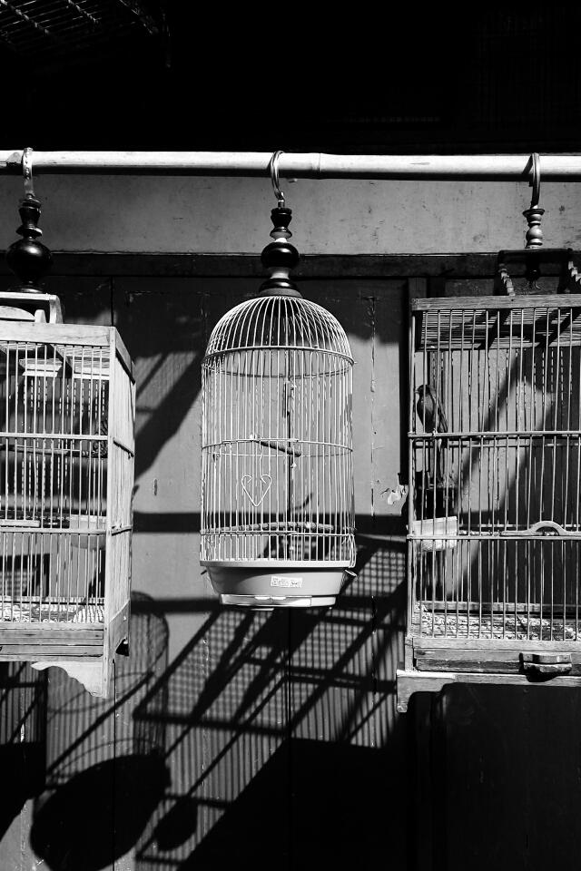 Steller Create Beautiful Social Media Stories