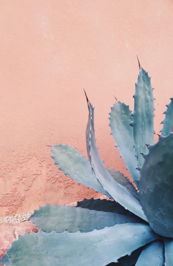 Steller Create Beautiful Social Media Stories