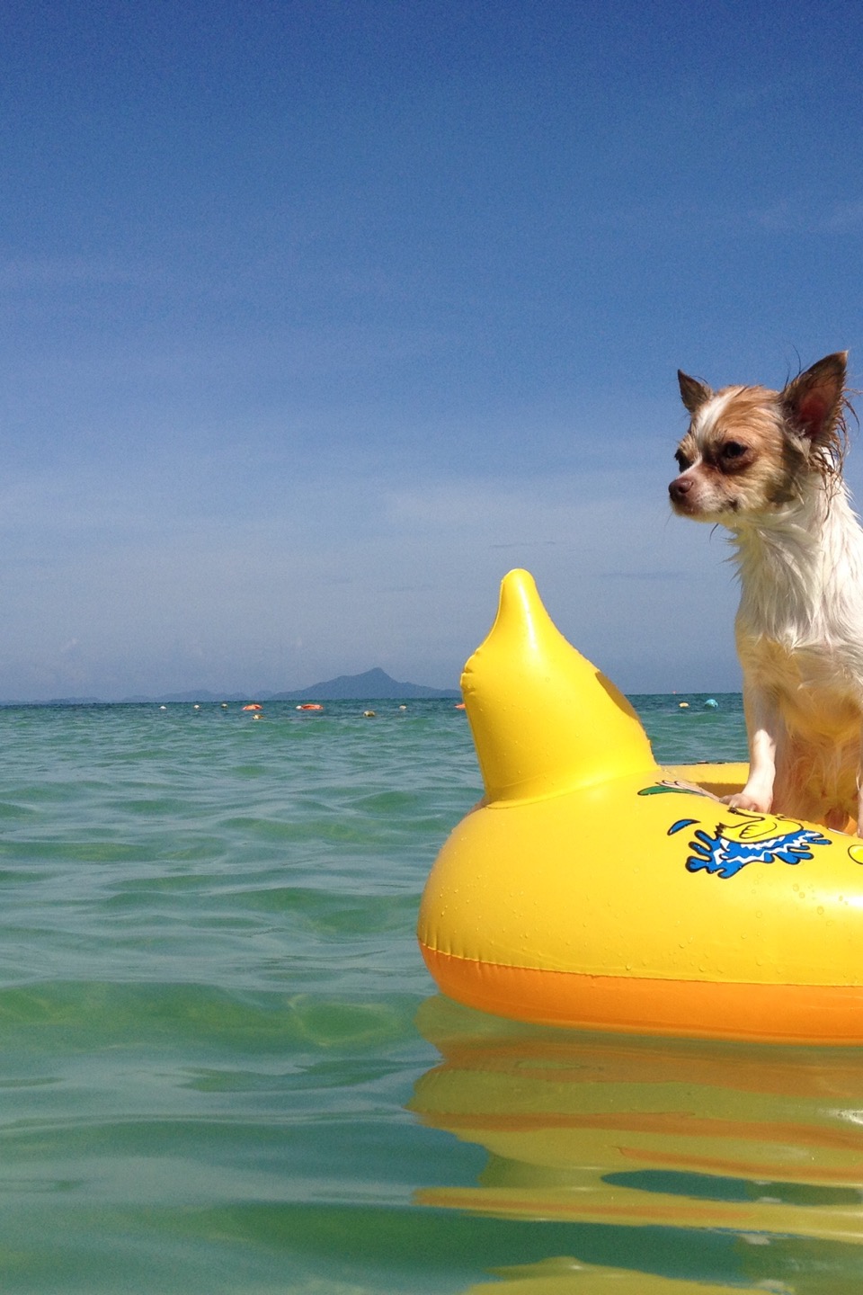 Steller Create Beautiful Social Media Stories