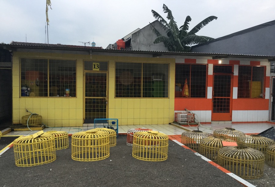 Steller Create Beautiful Social Media Stories