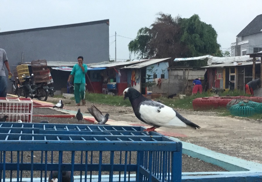 Steller Create Beautiful Social Media Stories