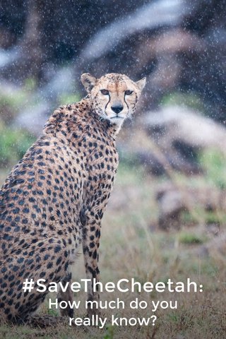 African Wildlife Foundation (AWF_Official) on Steller
