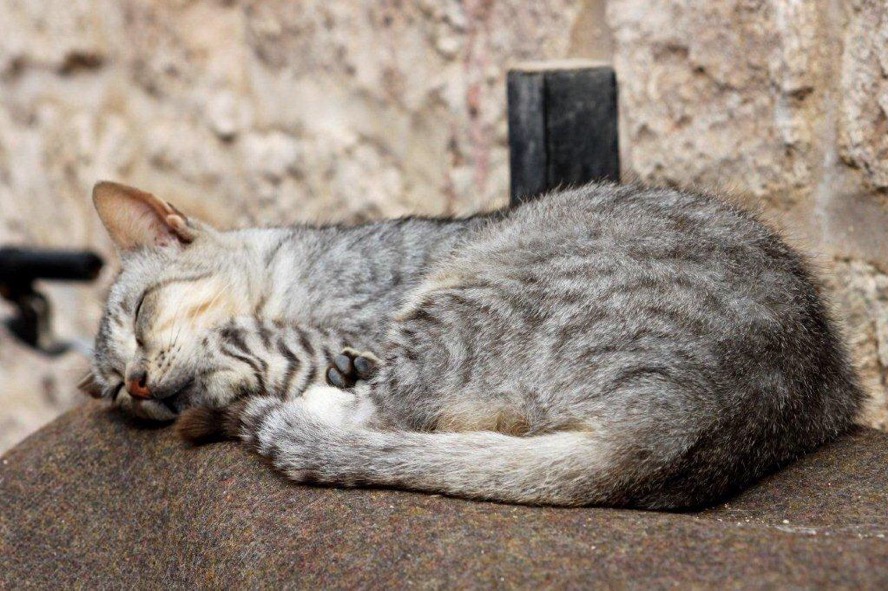 Get Hemingway katzen HD