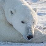 polarbears avatar