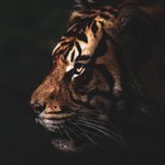 wesleysphoto avatar