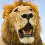 wildlife avatar