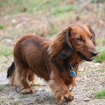 DachshundOtto